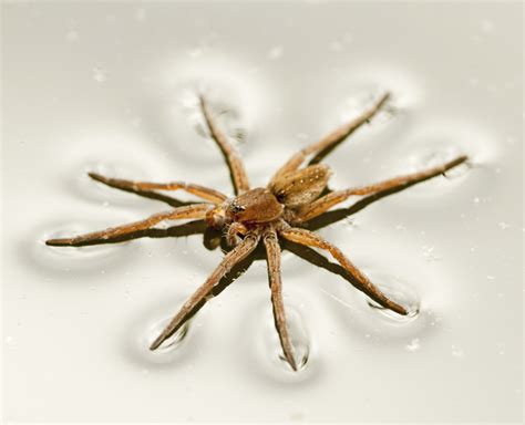 Die seltsamsten und seltensten Kaltblüter der Tierwelt