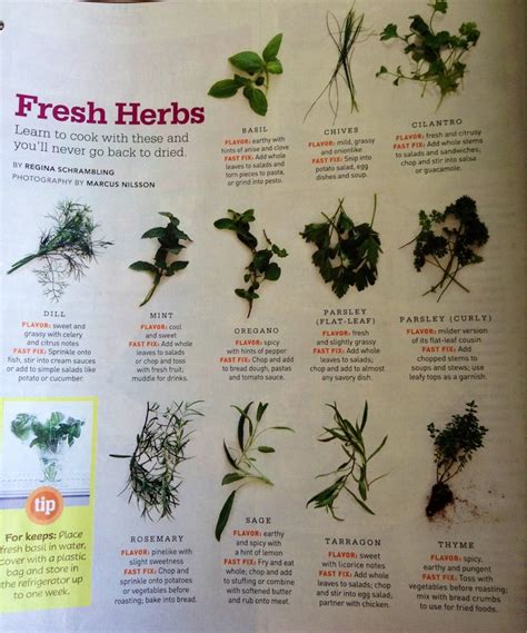 Herb Cheat Sheet Herbs Quacamole Fresh Herbs