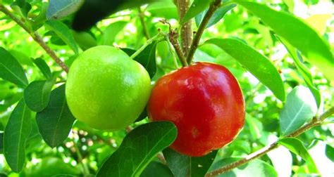 Como Plantar Acerola Em Casa Passo A Passo E Cuidados MundoBoaForma