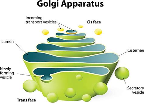 Labelled Diagram Of Golgi Apparatus