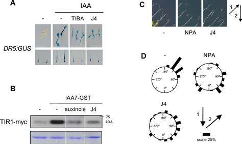 Chemical Screen Identifies A Small Molecule Antagonizing Ja Ile