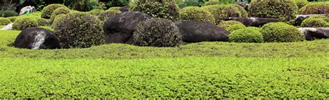 Banco de imagens árvore grama plantar campo gramado Prado flor