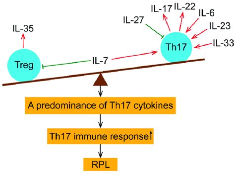 An Illustration Of The Imbalanced Treg Th17 Cytokines In The Periphery