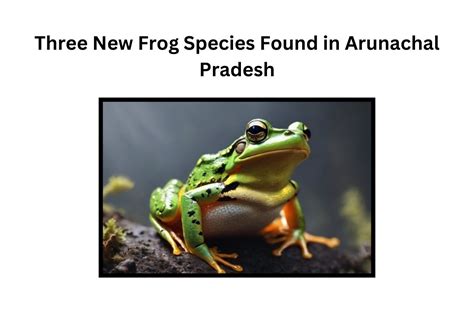 Three New Frog Species Found In Arunachal Pradesh