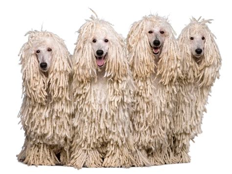 Dogs That Look Like A Mop The Smart Dog Guide