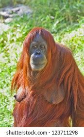 10 Hundred Naked Monkey Royalty Free Images Stock Photos Pictures