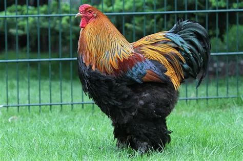 The Brahma Chicken - Giant, Ornamental Asian Chicken