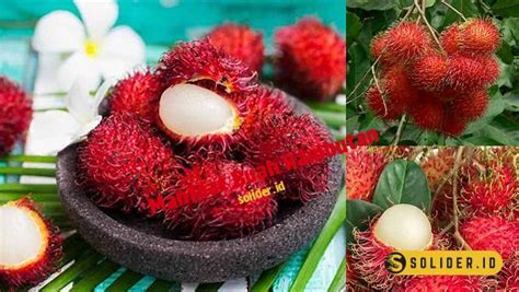 Temukan Manfaat Buah Rambutan Yang Jarang Diketahui Solider