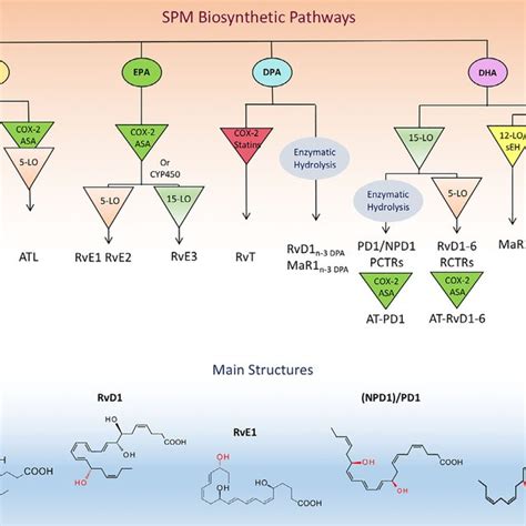 Scheme Of Specialized Pro Resolving Lipid Mediator Spm Involvement In Download Scientific