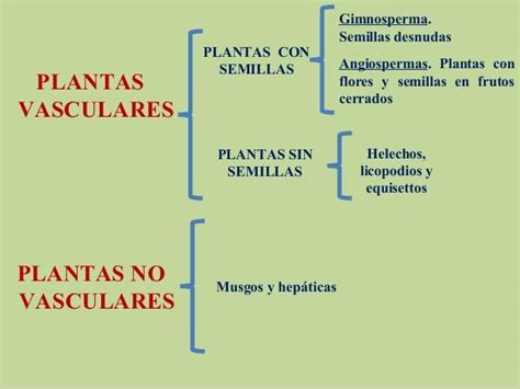 Clasificacion De Las Plantas Vasculares Y No Vasculares Mapa Conceptual