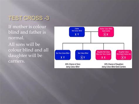 Sex Linkage Ppt