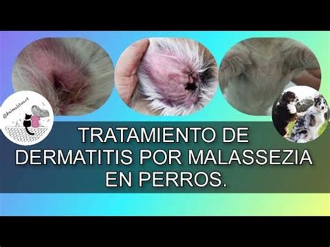 Dermatitis Por Malassezia En Perros Tratamiento Dermatitisenperros