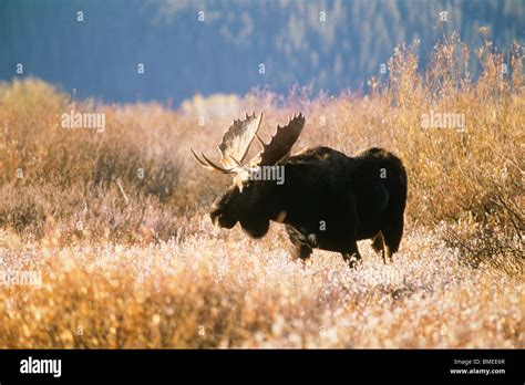 Elk Standing In Grass Stock Photo Alamy