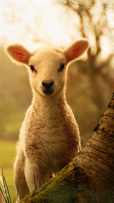 Baby Lamb Wallpapers - Top Free Baby Lamb Backgrounds - WallpaperAccess