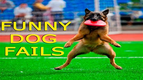 Funny Dogs - Funny Dog Fails - Funny Dogs Compilation - Funny Animals ...