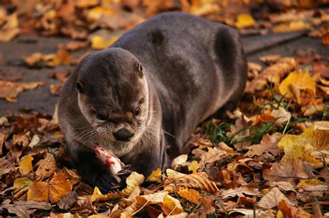 Mustelidae by Quiet-bliss on DeviantArt