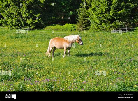 Horse Haflinger Horses Haflingers Stock Photo Alamy