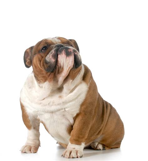 Top 7 Fattest Dog Breeds - Tevra Pet