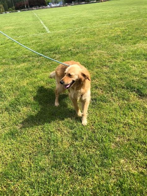 Golden Retriever Living On Turkish Streets Has The Best Life Now The Dodo