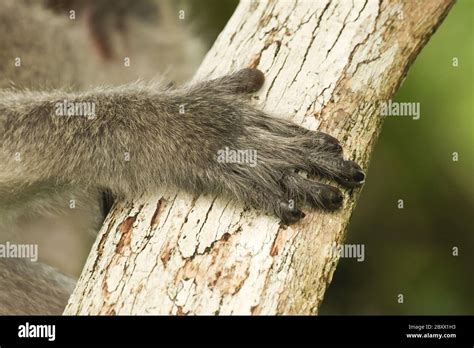 Cynomolgus Macaque Hi Res Stock Photography And Images Alamy