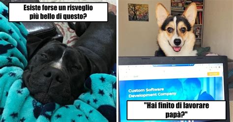 Foto Che Ti Faranno Venire Voglia Di Adottare Un Cane All Istante