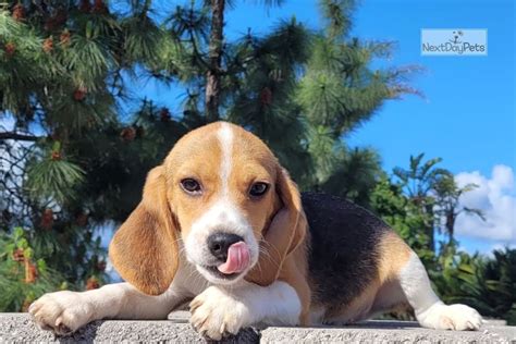 Billy Beagle Puppy For Sale Near San Diego California 5ed1e55d B491