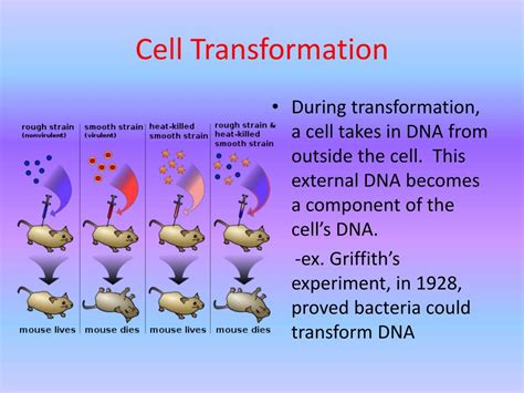 Ppt Genetic Engineering Powerpoint Presentation Free Download Id