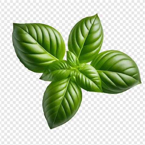 Premium Psd Fresh Mint Leaves Png Isolated On Transparent Background