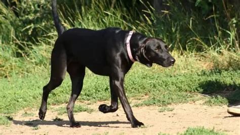 Labrador German Shorthaired Mix One Of The Most Sought After Breeds