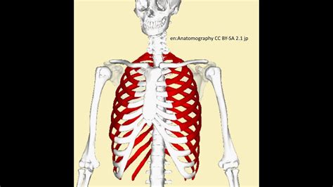 Knochen des Thorax verständlich erklärt YouTube