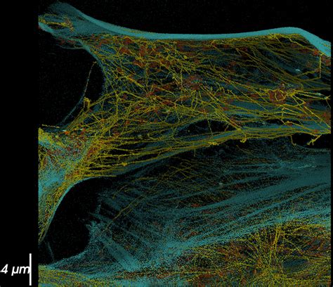 D Multiplexed Super Resolution Imaging With Dna Paint And The Vutara