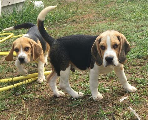 Beagle Lof Recherchent Famille 40150 UnCompagnon Fr