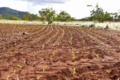 Safra Governo De Roraima Impulsiona Agricultura Familiar Modernizada