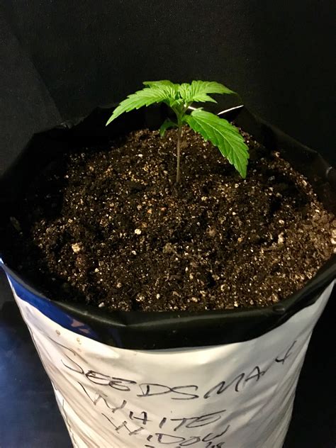 Seedsman White Widow Auto 2 Grow Diary Journal Week2 By Dudegrowsweed Growdiaries