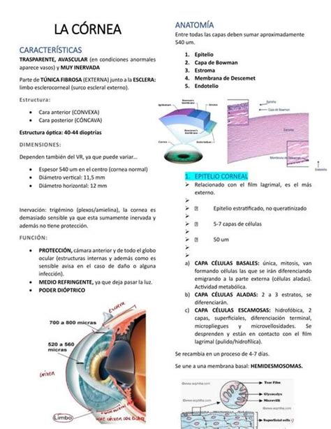 La C Rnea Juliana Matamala Carrasco Udocz