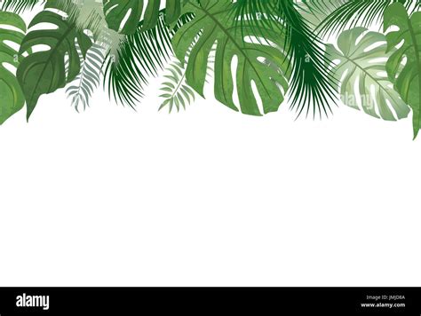 Tropical Leaves Border Transparent Background - Lagvard