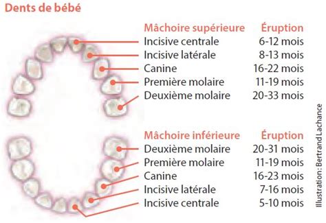 Dents de bébé Institut national de santé publique du Québec