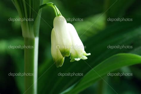 Bright white flower Stock Photo by ©HellyF 31408259