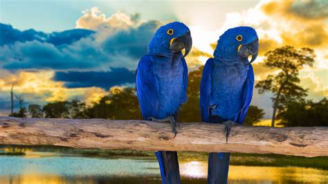 El Pantanal De Brasil Un Santuario Natural En El Corazón De Sudamérica Rodeado De Amenazas