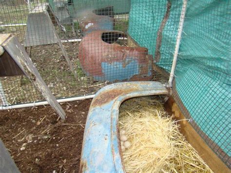 My Turkey Breeding Pens 2011 Backyard Chickens