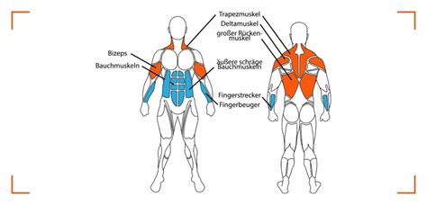 Beanspruchte Muskeln Beim Langhantelrudern CrimeFood