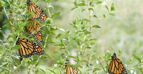 Stewardship Garden Monarchs Released Today