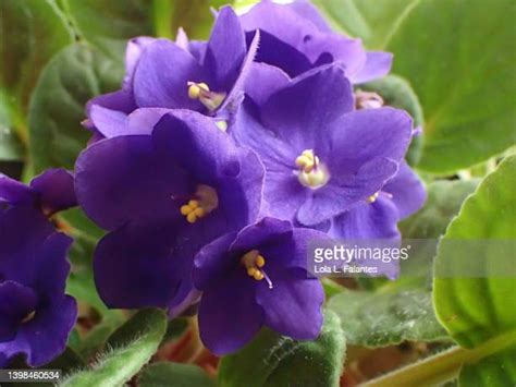 African Violet Isolated Photos And Premium High Res Pictures Getty Images