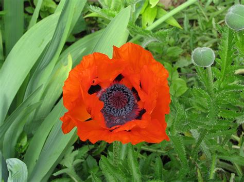 Coquelicot Bloom Fleur Photo Gratuite Sur Pixabay Pixabay