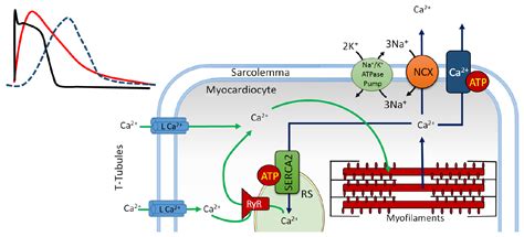 Energetic Metabolism In Cardiomyocytes Molecular Basis Of Heart