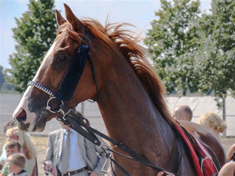 Portrait of a Chestnut Thoroughbred Race Horse by LuDa-Stock on DeviantArt