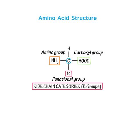 Biochemistry Glossary Amino Acid Structure Ditki Medical And Biological Sciences