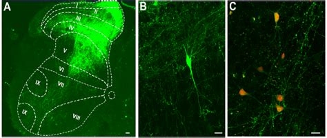 L L Spinal Cord Segments With Fluorescent Markers A Fda Afferent