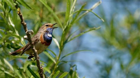 A White Spotted Bluethroat Song Luscinia Svecica Cyanecula YouTube