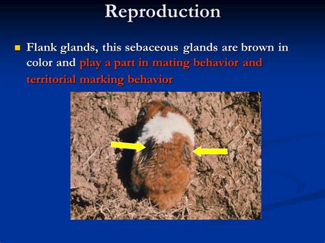 Hamsters Biology And Anatomy Ppt Video Online Download